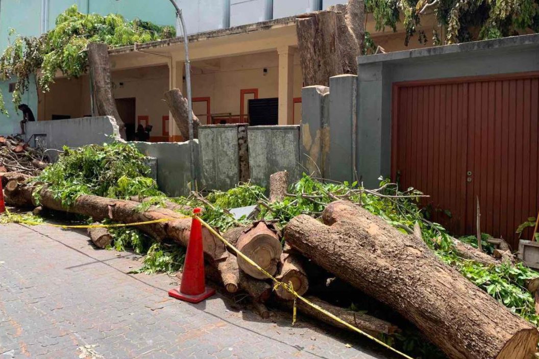 އޮލިމްޕަސް ގޯތި ތެރޭގައި ހުރި ގަސްތަކެއް ކަނޑާލާފައި