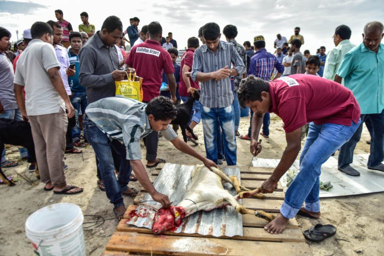 089 edi އީދު ދުވަހު ބަކަރި ކަތިލަނީ